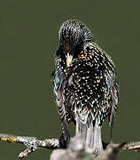 Common Starling