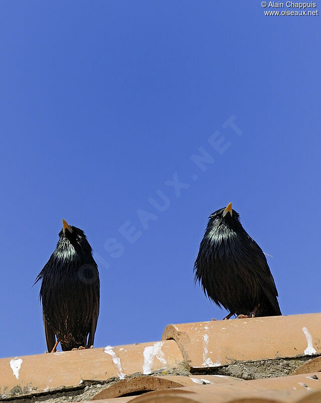 Spotless Starlingadult, identification, Behaviour