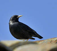 Spotless Starling