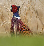 Common Pheasant