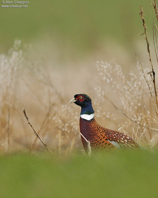 Common Pheasant male adult, identification, Behaviour