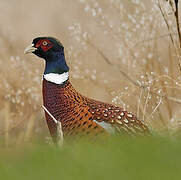 Common Pheasant