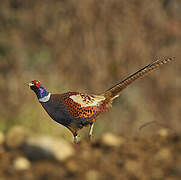 Common Pheasant