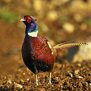 Common Pheasant