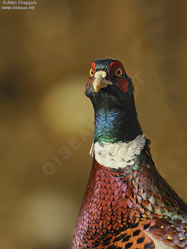 Common Pheasant male adult, identification