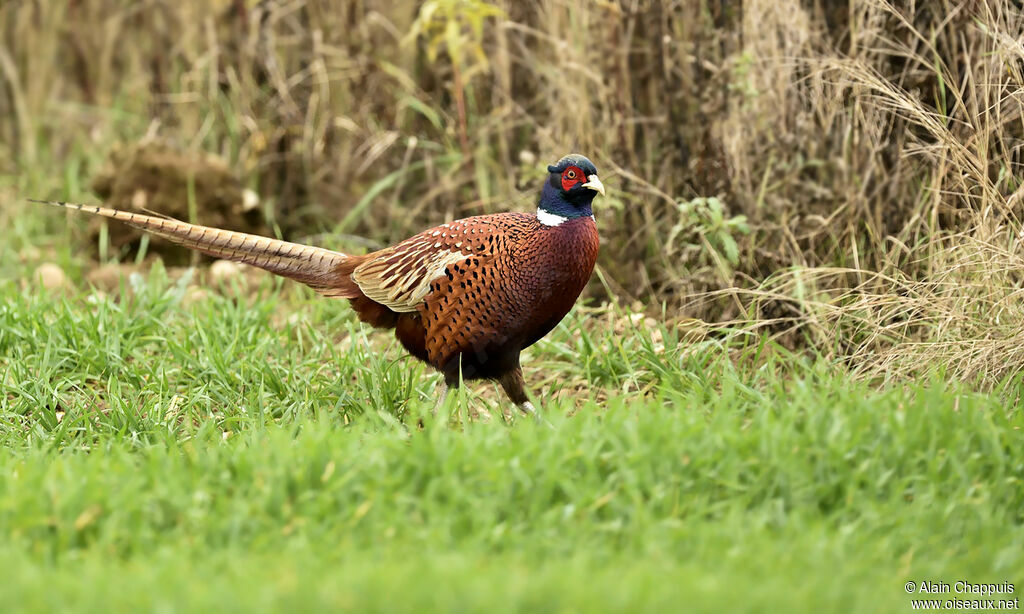 Common Pheasant male adult, identification, Behaviour