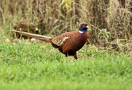 Common Pheasant