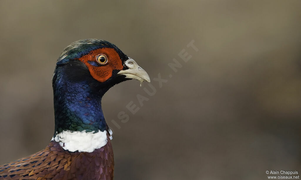 Faisan de Colchide mâle adulte, portrait, marche, mange