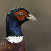 Common Pheasant