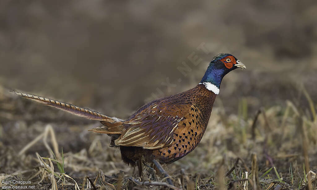 Common Pheasant male adult, walking, eats