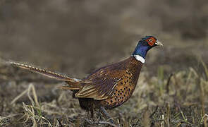 Common Pheasant