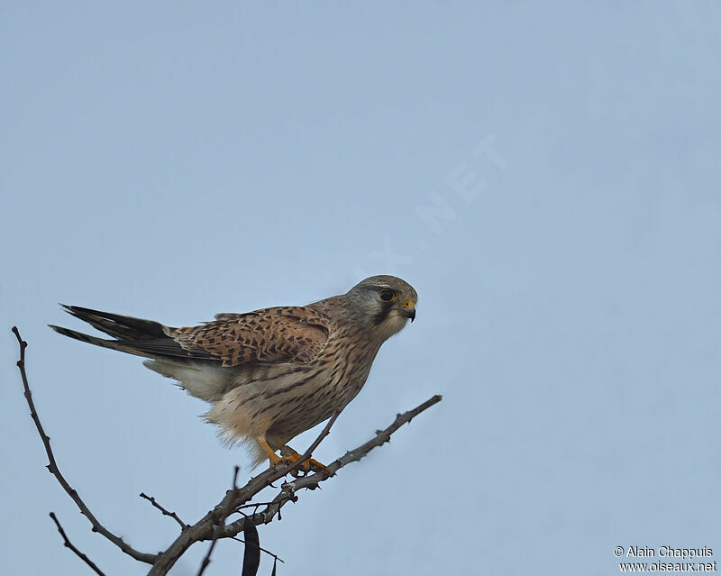 Common Kestrel female adult, identification, Behaviour