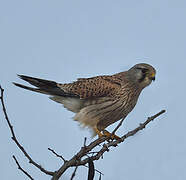 Common Kestrel