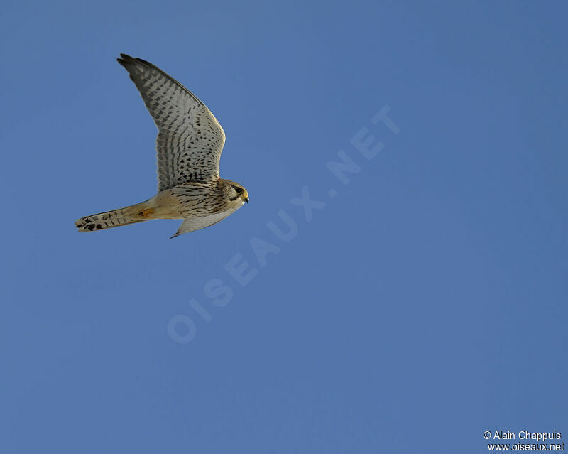 Common Kestrel female adult, Flight