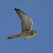 Common Kestrel