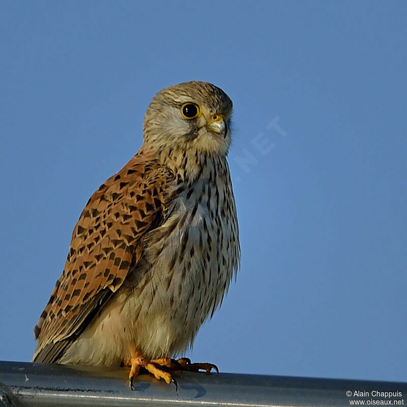 Common Kestrel female adult, identification, Behaviour