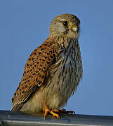 Common Kestrel