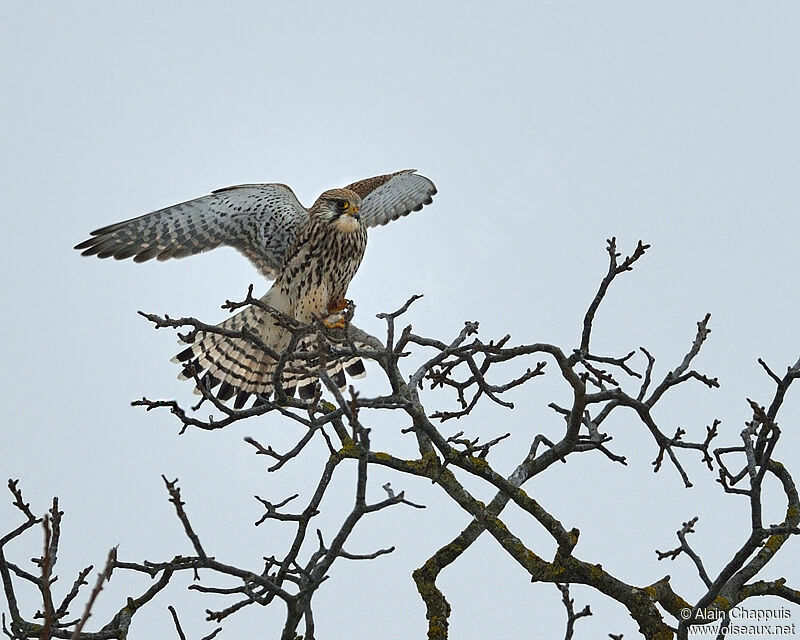 Common Kestreladult, identification, Flight, Behaviour