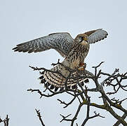 Common Kestrel