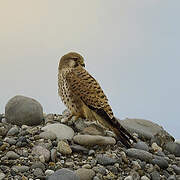 Common Kestrel