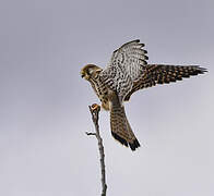 Common Kestrel