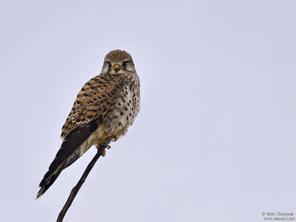 Common Kestrel female adult post breeding, identification, close-up portrait