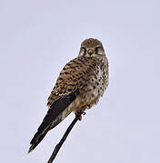 Common Kestrel