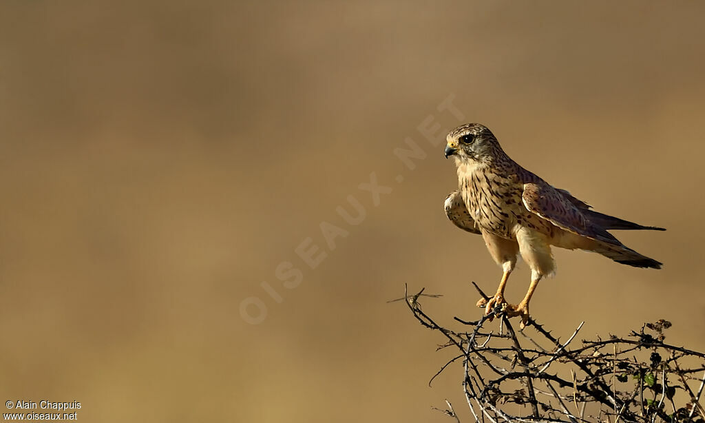 Common Kestreladult, Flight