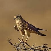 Common Kestrel