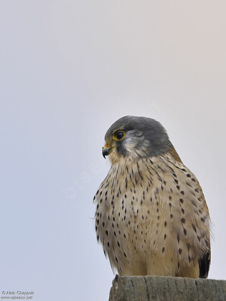 Common Kestrel male adult, identification, fishing/hunting