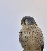 Common Kestrel