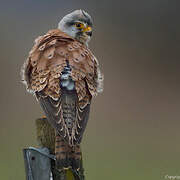 Common Kestrel