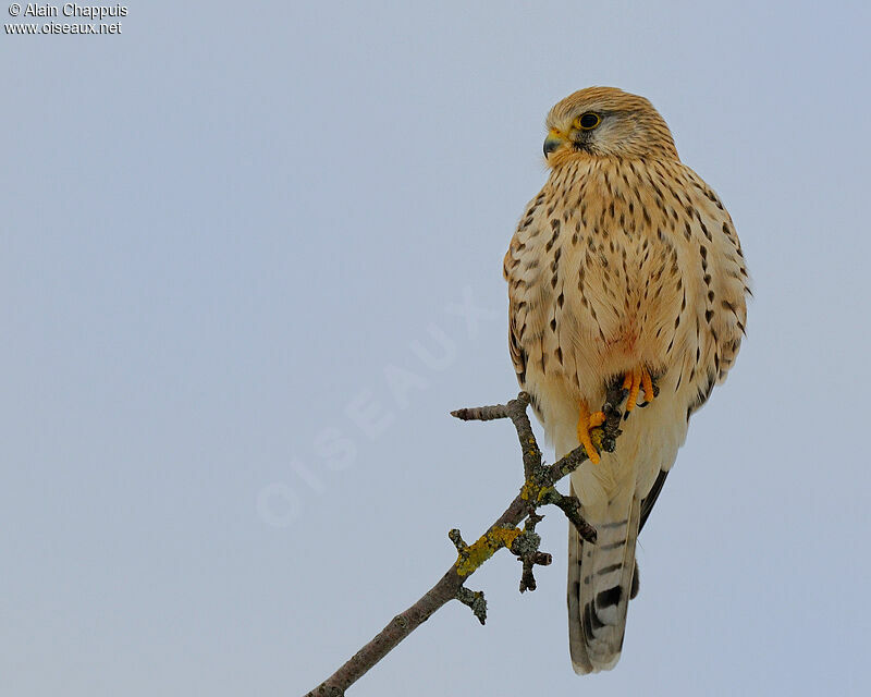 Common Kestrel female adult, identification, Behaviour