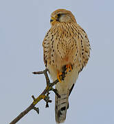 Common Kestrel