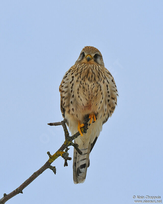 Faucon crécerelle femelle adulte, identification, Comportement