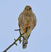 Common Kestrel