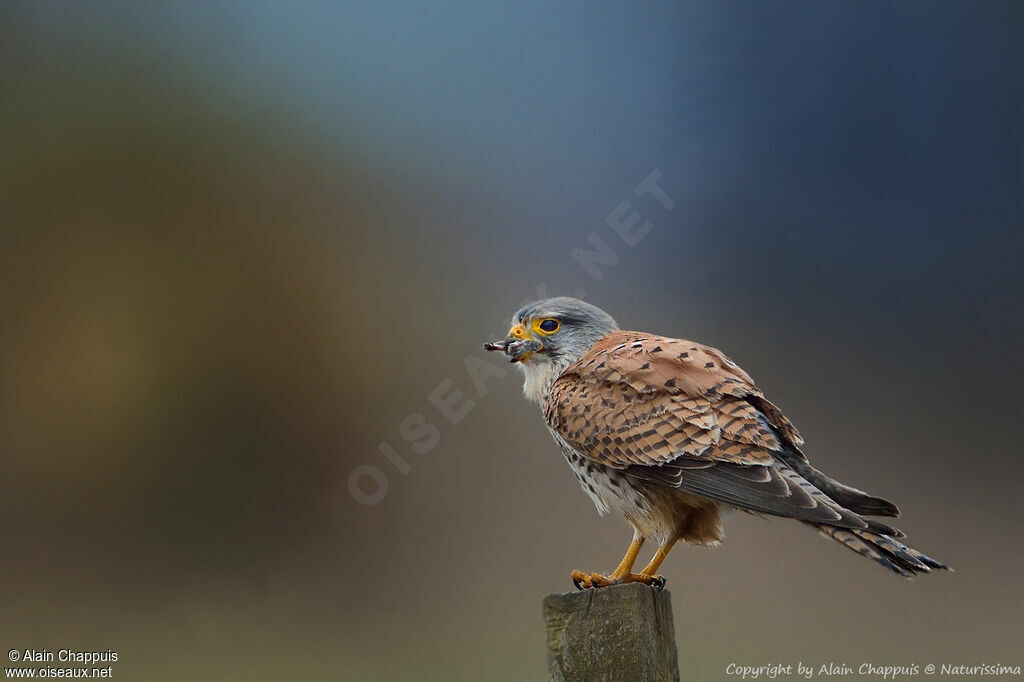 Common Kestreladult, identification, close-up portrait, habitat, eats