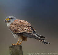 Common Kestrel