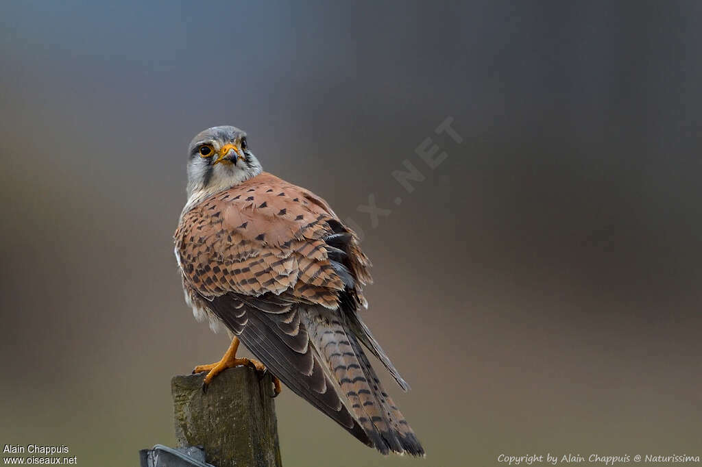 Common Kestrelsubadult, identification