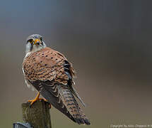 Common Kestrel