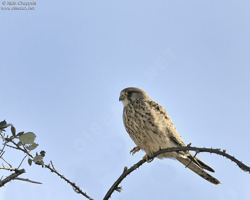 Common Kestrel female adult, identification, Behaviour