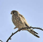 Common Kestrel