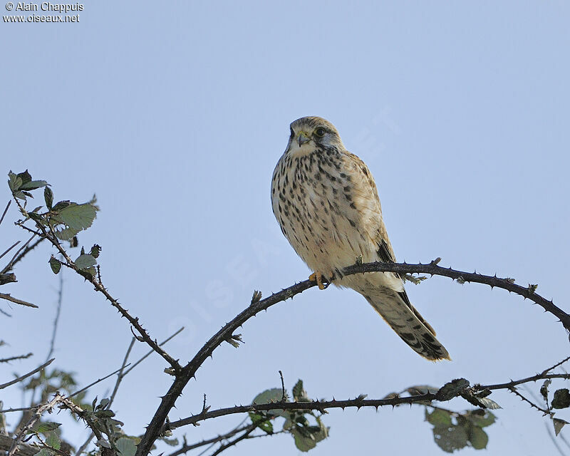 Faucon crécerelle femelle adulte, identification, Comportement