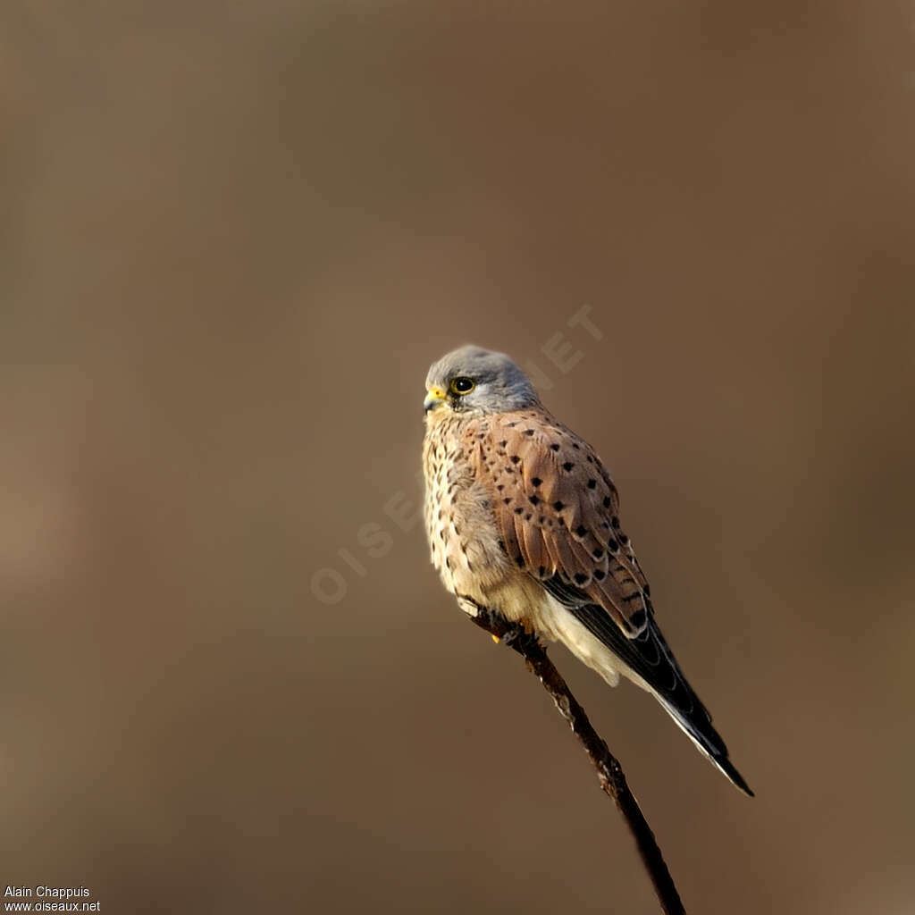 Common Kestrel male adult, identification