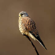 Common Kestrel