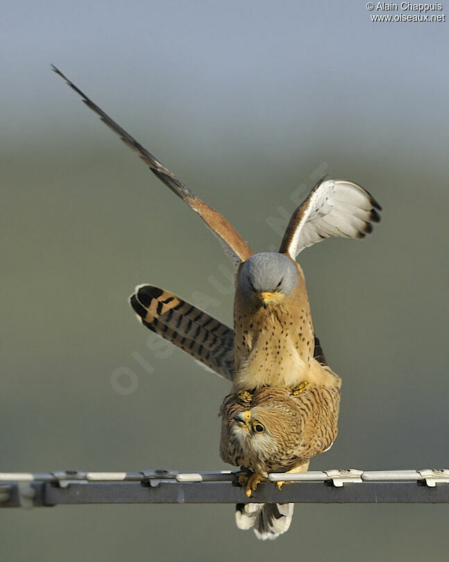 Lesser Kestrel adult breeding, identification, Reproduction-nesting, Behaviour