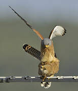 Lesser Kestrel