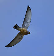 Lesser Kestrel