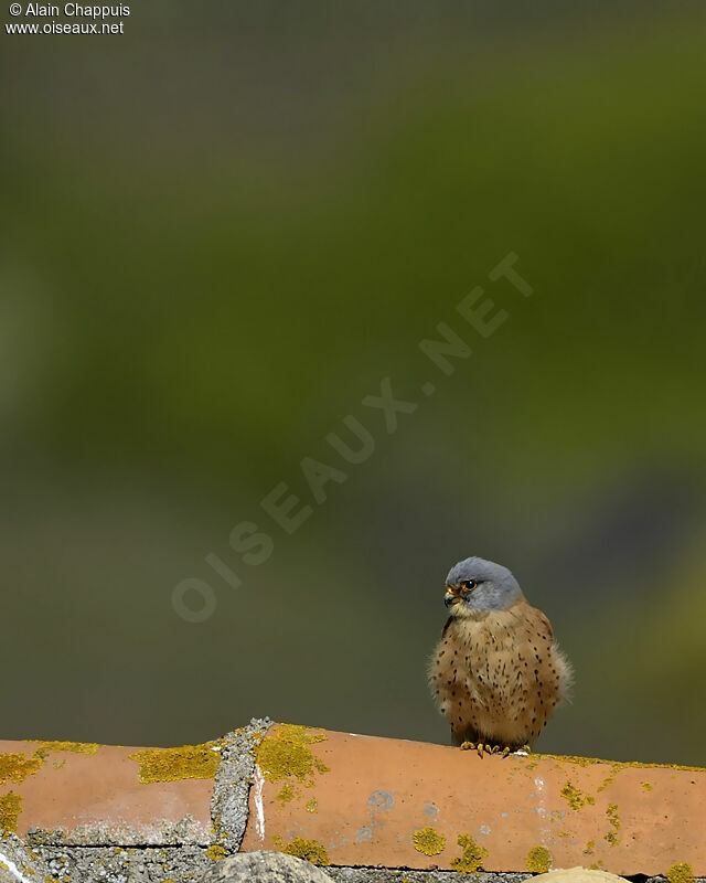 Lesser Kestrel male adult, identification, Behaviour