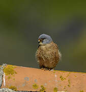 Lesser Kestrel